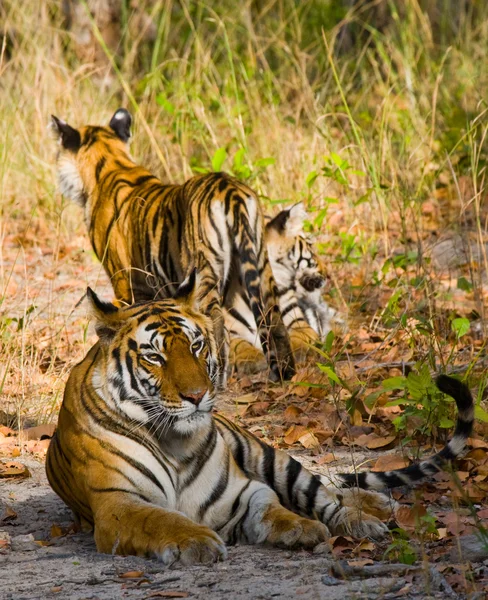 Divokých tygrů, ležící na trávě — Stock fotografie