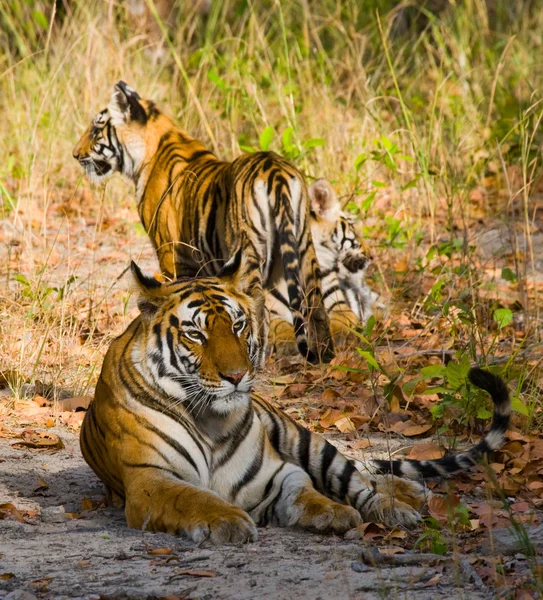 Tigres salvajes tumbados sobre hierba — Foto de Stock