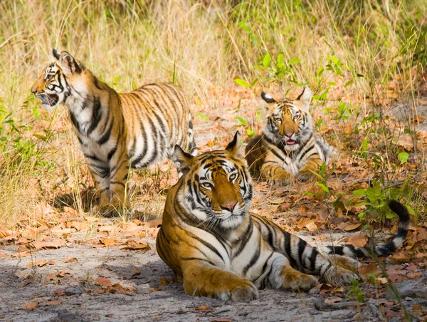 Tigres selvagens deitados na grama — Fotografia de Stock