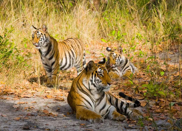 Tigri selvagge sdraiate sull'erba — Foto Stock