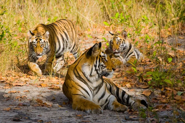 Tigres selvagens deitados na grama — Fotografia de Stock