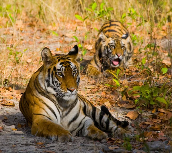 Άγρια τίγρεις ξαπλωμένος στο γρασίδι — Φωτογραφία Αρχείου