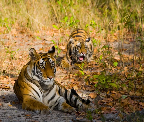 Tigres selvagens deitados na grama — Fotografia de Stock