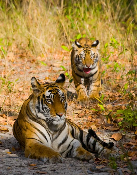 Tigres selvagens deitados na grama — Fotografia de Stock