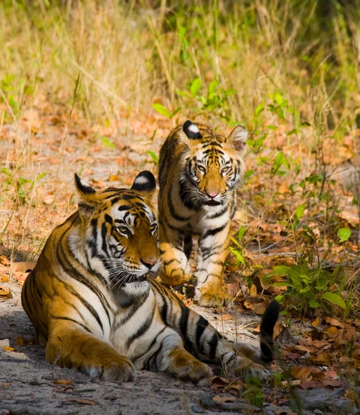 Tigres selvagens deitados na grama — Fotografia de Stock