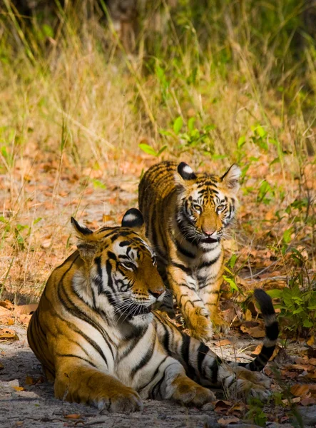 Дикие тигры лежат на траве — стоковое фото