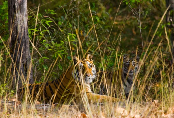 Dzikich tygrysów leżąc na trawie — Zdjęcie stockowe