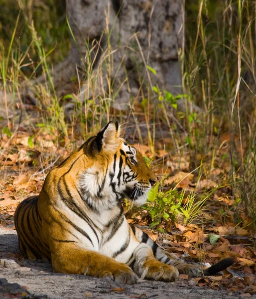 Tiger na spadané listí pozadí. — Stock fotografie