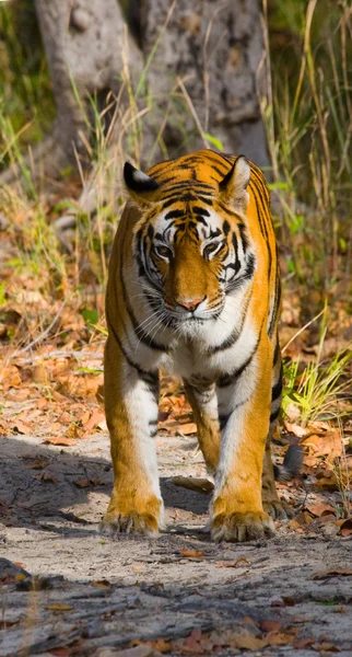 Tigre sobre hojas caídas de fondo . —  Fotos de Stock