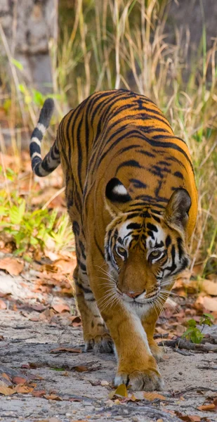 Tiger on fallen leaves background. — Stock Photo, Image