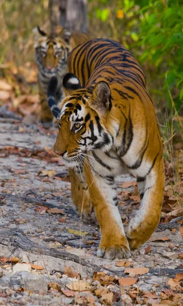 Tigre su foglie cadute sfondo . — Foto Stock