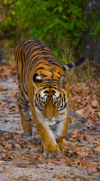 Tigre sobre hojas caídas de fondo . —  Fotos de Stock