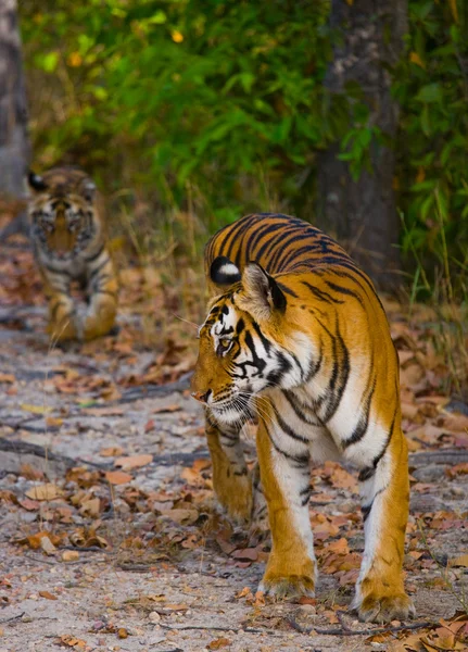 Dos tigres salvajes — Foto de Stock