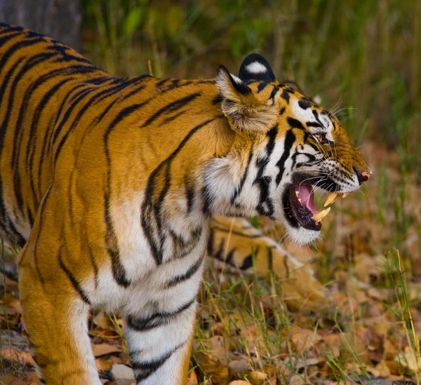 Ritratto ravvicinato di una tigre — Foto Stock