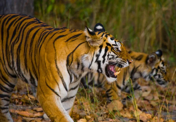 Dos tigres salvajes — Foto de Stock