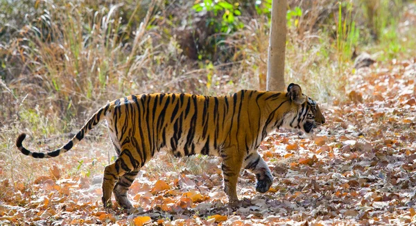 Tiger auf abgefallenen Blättern Hintergrund. — Stockfoto