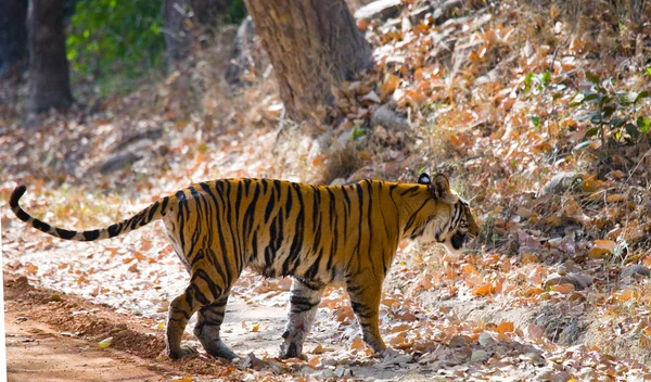 Tigre sobre hojas caídas de fondo . —  Fotos de Stock