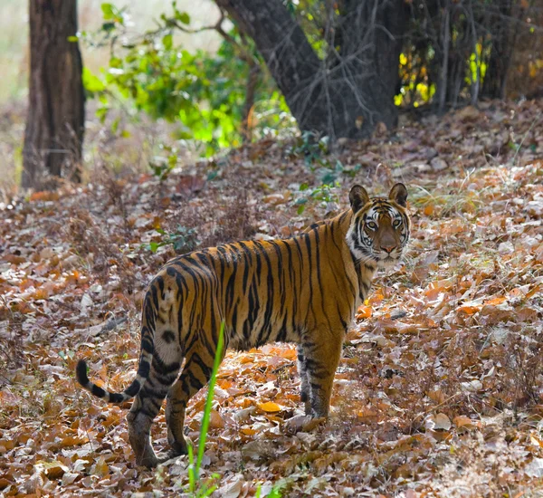 Tiger na spadané listí pozadí. — Stock fotografie