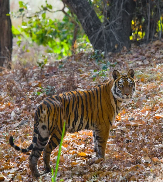 Tigre em folhas caídas fundo . — Fotografia de Stock