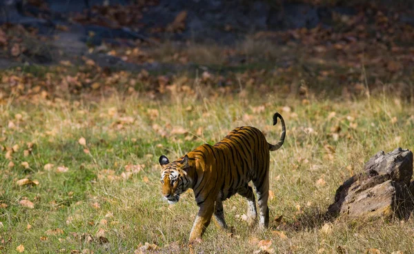 Un tigre salvaje en su propio hábitat —  Fotos de Stock