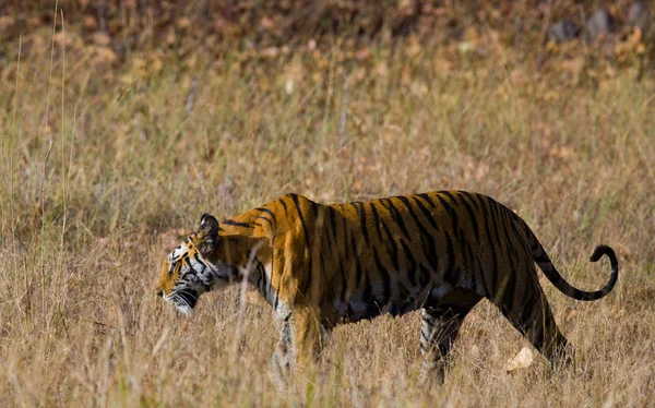 Una tigre selvatica nel proprio habitat — Foto Stock