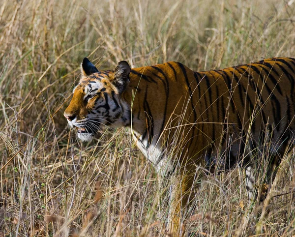 Primer plano retrato de un tigre —  Fotos de Stock