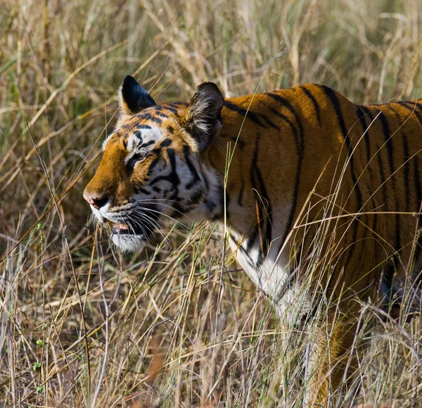 Portrait rapproché d'un tigre — Photo