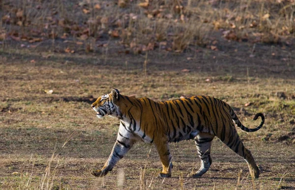 Um tigre selvagem em seu próprio habitat — Fotografia de Stock