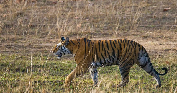 Jeden divoký tygr v jeho vlastním prostředí — Stock fotografie