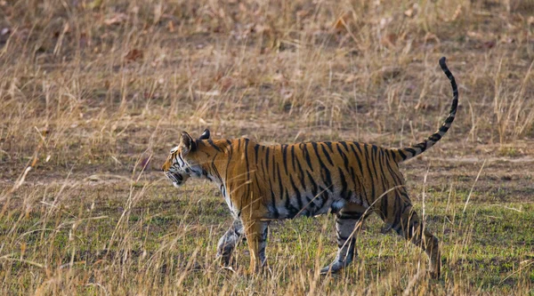 Een wilde tijger in zijn eigen omgeving — Stockfoto