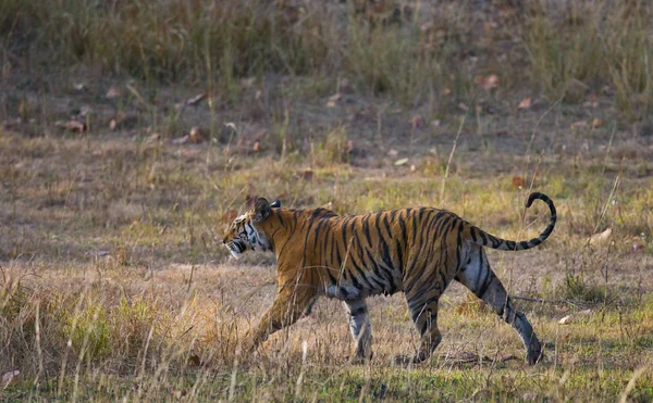 Un tigre salvaje en su propio hábitat — Foto de Stock