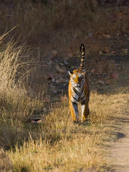 Un tigre salvaje en su propio hábitat —  Fotos de Stock
