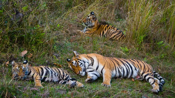 Tigres salvajes tumbados sobre hierba verde — Foto de Stock