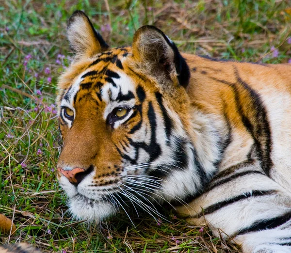 Ritratto ravvicinato di una tigre — Foto Stock