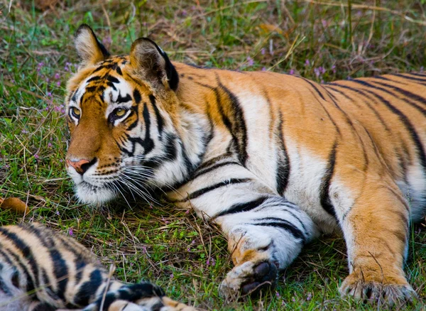 Tigre salvaje acostado sobre hierba verde — Foto de Stock