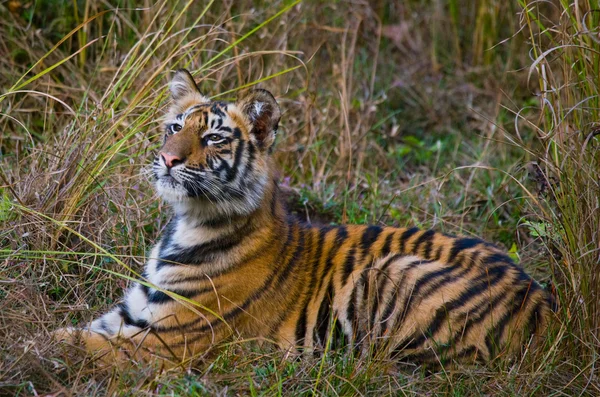 Tigre salvaje acostado sobre hierba verde — Foto de Stock