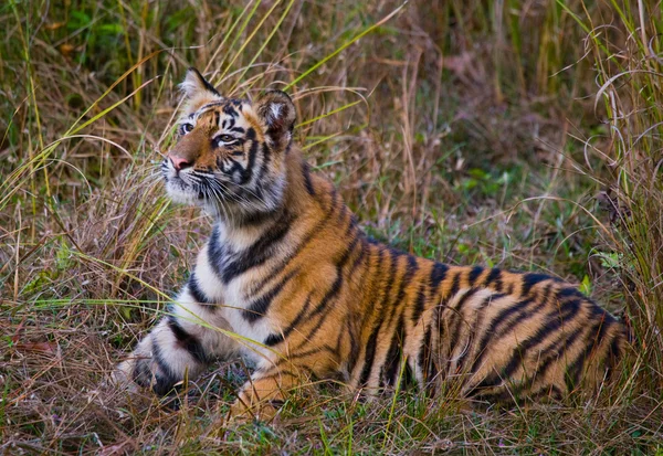 Tigre salvaje acostado sobre hierba verde — Foto de Stock