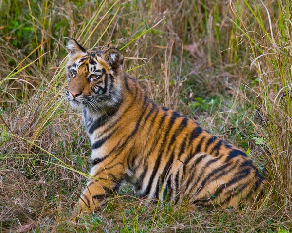 Дикий тигр лежит на зеленой траве — стоковое фото