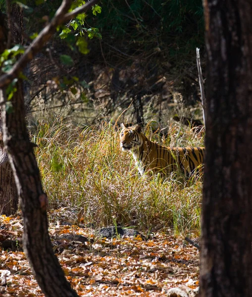 Tigre salvaje va en la hierba alta . — Foto de Stock