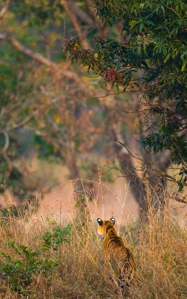 Tigre selvagem indo em grama alta . — Fotografia de Stock