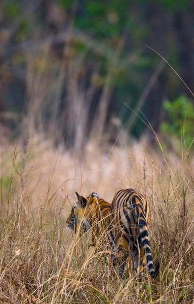 Dziki Tygrys będzie w wysokiej trawie. — Zdjęcie stockowe