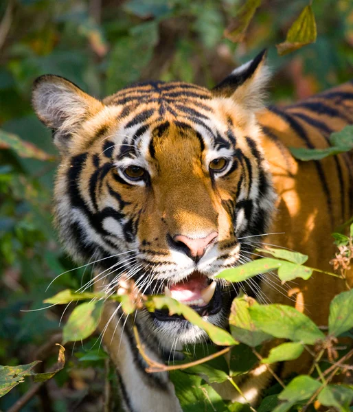 Bliska portret tygrysa — Zdjęcie stockowe