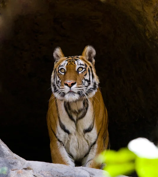 Nahaufnahme Porträt eines Tigers — Stockfoto