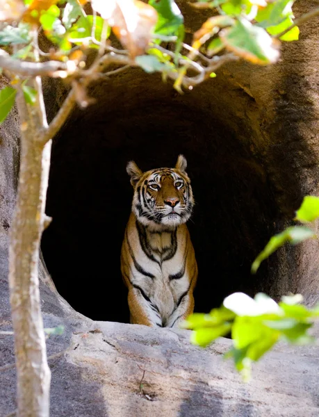 Один дикий тигр . — стоковое фото