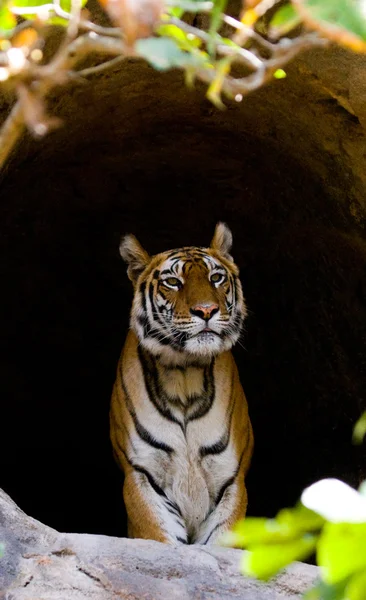 Una tigre selvatica . — Foto Stock