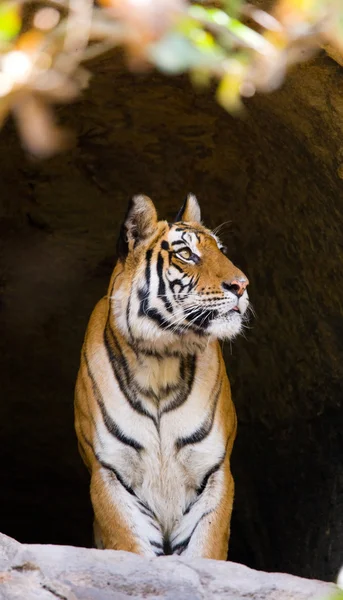 Zblízka portrétní tygr — Stock fotografie