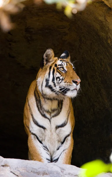 Närbild porträtt av en tiger — Stockfoto