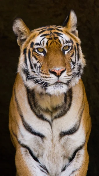 Primer plano retrato de un tigre —  Fotos de Stock