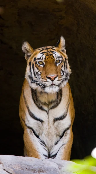 Portrait rapproché d'un tigre — Photo