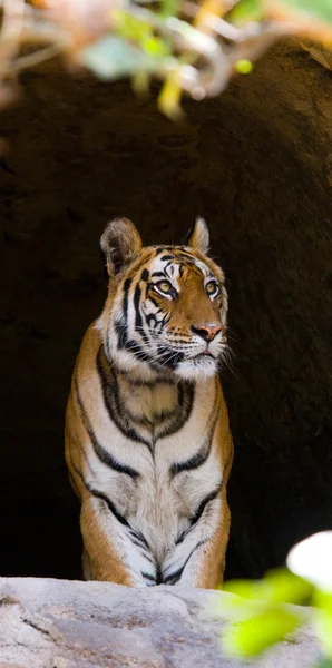 Nahaufnahme Porträt eines Tigers — Stockfoto